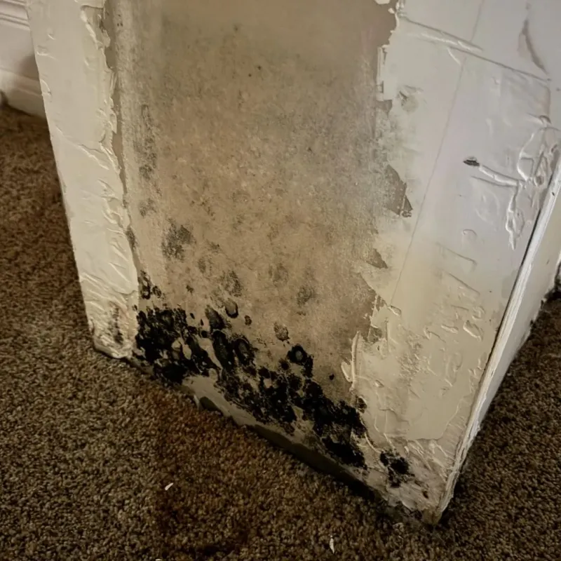 Professional Mold Removal in Kemp, TX